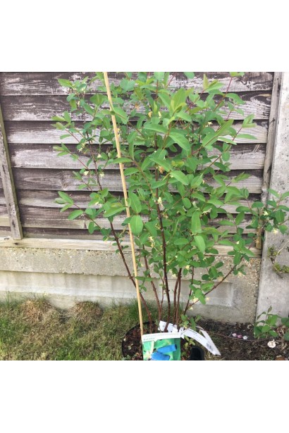 Жимолость камчатська / їстівна Югана в горщику